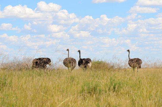 group of ostrichs