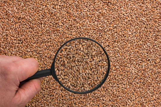 Human hand holding a magnifying glass over the wheat