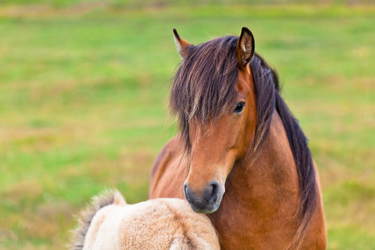 Brown Horse and Her Foal in a Green Field of Grass