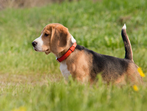 Beagle puppy outdoor shoot