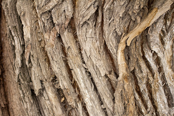 tree bark as background