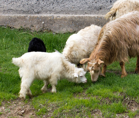 Naklejka premium goats in the pasture