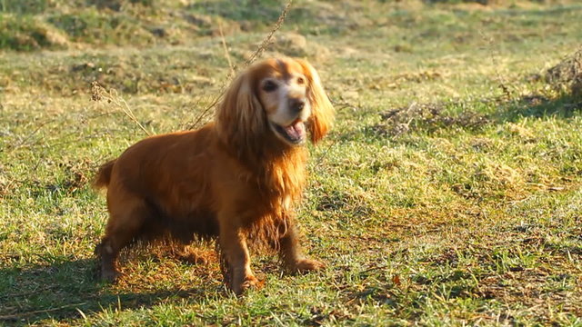 English cocker spaniel barks