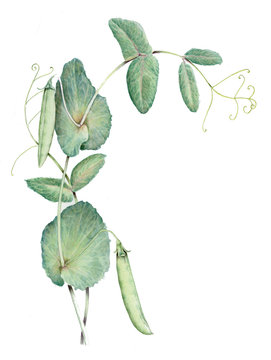 Pisello - Pisum sativum