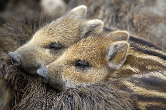 Wildschweinfamilie