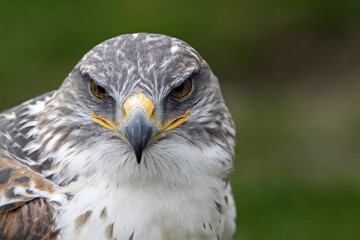 Naklejka premium Königsrauhfussbussard