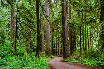 A Winding Unpaved Road Through a Forest