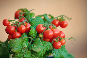 Homegrown cherry tomatoes in a pot