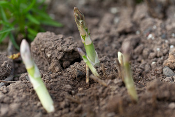 growing asparagus