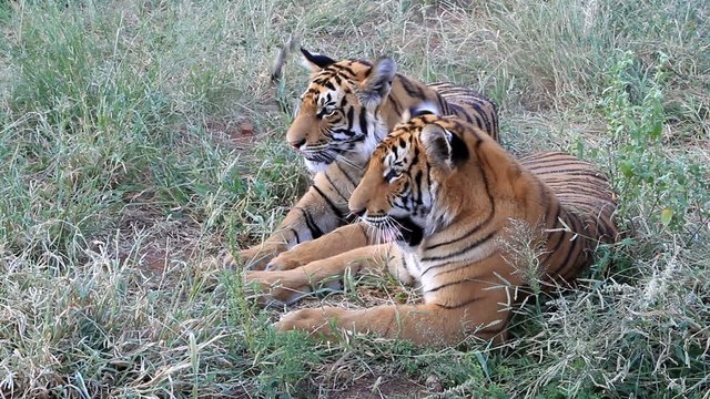 Zwei Tiger - Gro&szlig;katze
