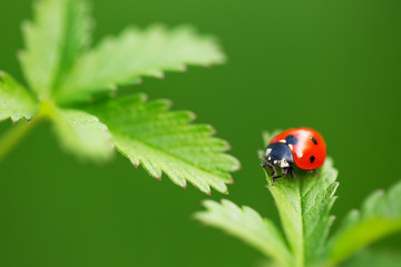 Ladybug on green leaf