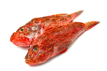 Redfish