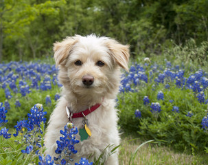 Young Scroffy Dog sitting in the Bluebonnets
