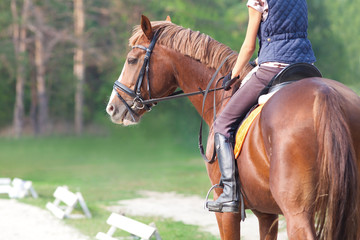 Dressage horse