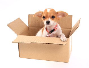 dog looks out of cardboard box, isolated on white