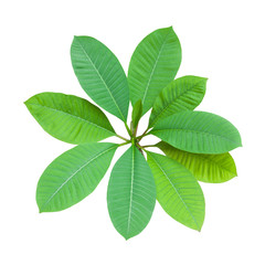 Frangipani leaves, isolated on white background