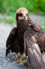 Fledgling birds of prey in nature