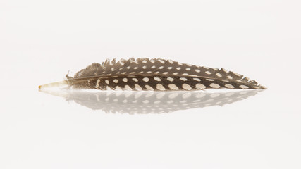 Small feather isolated