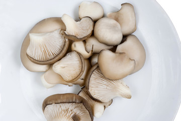 oyster cap mushroom