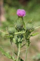 Thistle.