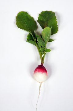 Freshly harvested radish with leaves © Arena Photo UK