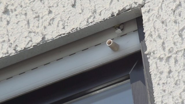 Blaumeise beim Nestbau