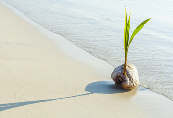 Coconut on the beach