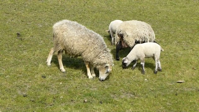 Sheep and Lambs Grazing in a Field