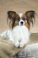 Portrait of dog breeds Papillon