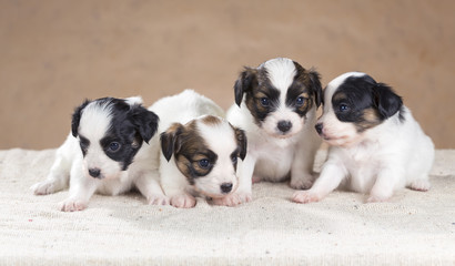 Four little Papillon puppy