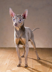 Russian Toy Terrier