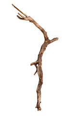Dry tree branch