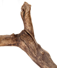 Dry tree branch