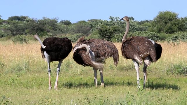 Drei afrikanische Strau&szlig;e