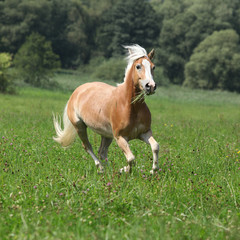 Naklejka na ściany i meble Beautiful chestnut horse with blond mane running in freedom
