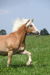 Naklejka na ściany i meble Nice chestnut horse with blond mane running in nature