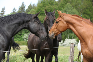 First meeting chestnut horse with the others