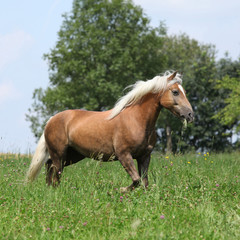 Obraz na płótnie Canvas Beautiful haflinger running in freedom while eating grass