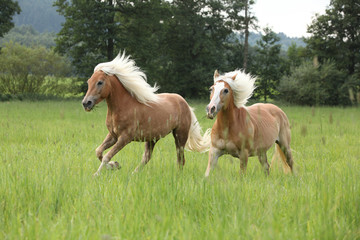 Two chestnut horses with blond mane running in nature