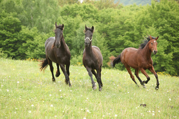 Three young horses running in nature