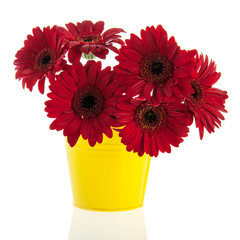 Yellow bucket with red Gerber flowers
