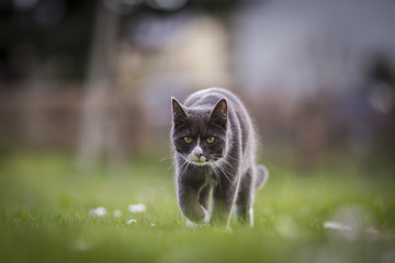Chat en chasse