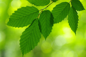 Green leaves