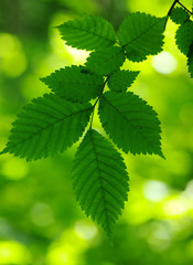 Green leaves