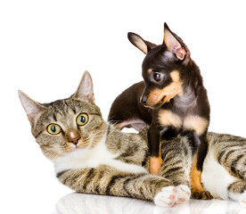 dog and cat together. the puppy looks at a cat. isolated on whit