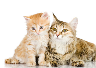 Obraz premium cat mother and her kitten together. isolated on white 