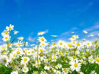 Cercles muraux Marguerites marguerites blanches