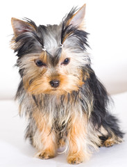 Yorkshire terrier on white background