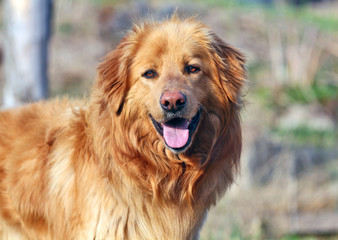 Obraz premium dog portrait