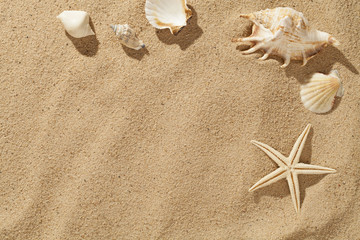 Fototapeta na wymiar Muszle w piasku